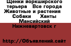 Щенки йоркширского терьера - Все города Животные и растения » Собаки   . Ханты-Мансийский,Нижневартовск г.